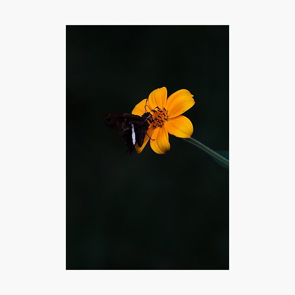 Item preview, Moments of Wild designed and sold by Mario Morales Rubi.