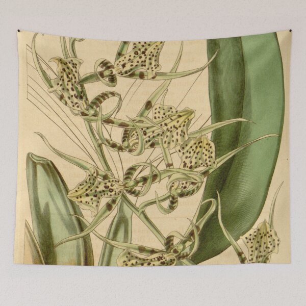 Item preview, Brassia maculata (as Brassia wrayae) Curtis' 69 (N.S. 16) pl. 4003 (1843) designed and sold by EsotericBotanic.