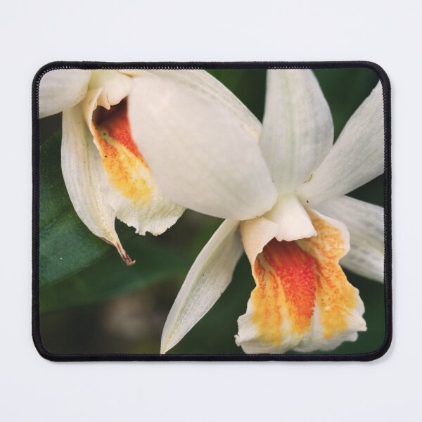 Item preview, Dendrobium christyanum designed and sold by strangecharmart.