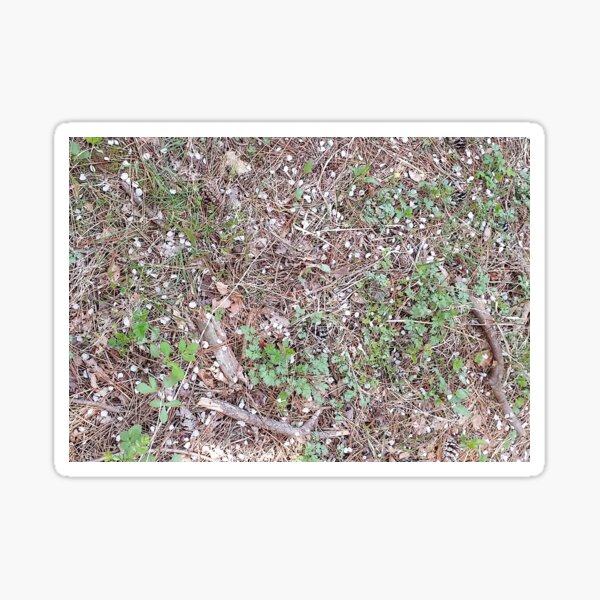 Item preview,  Petals of cherry blossoms that have fallen off the forest road designed and sold by SUMMERGREEN8.