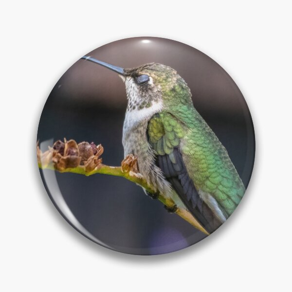 Artikelvorschau, Nur ein kurzes Nickerchen - Ruby Throated Kolibri entworfen und verkauft von twinroses.