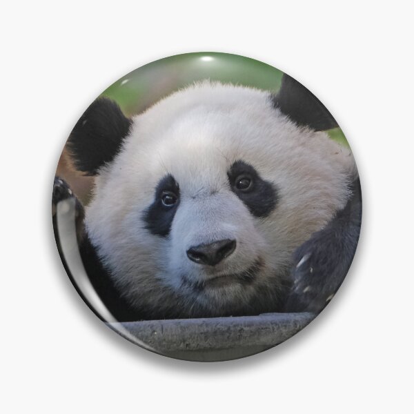 Artikelvorschau, Riesenpanda Xiao Qi Ji im National Zoo entworfen und verkauft von Zoo and Nature Photography by Karie.