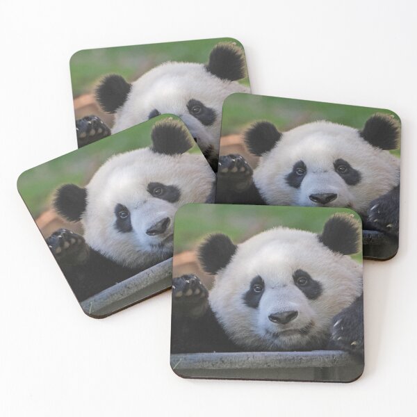 Item preview, Giant Panda Xiao Qi Ji at the National Zoo designed and sold by Zoo and Nature Photography by Karie.