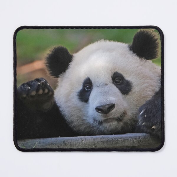Item preview, Giant Panda Xiao Qi Ji at the National Zoo designed and sold by Zoo and Nature Photography by Karie.