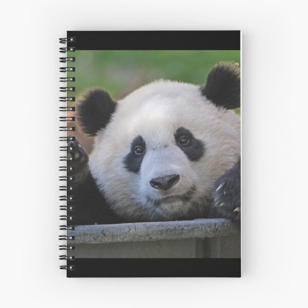 Item preview, Giant Panda Xiao Qi Ji at the National Zoo designed and sold by Zoo and Nature Photography by Karie.