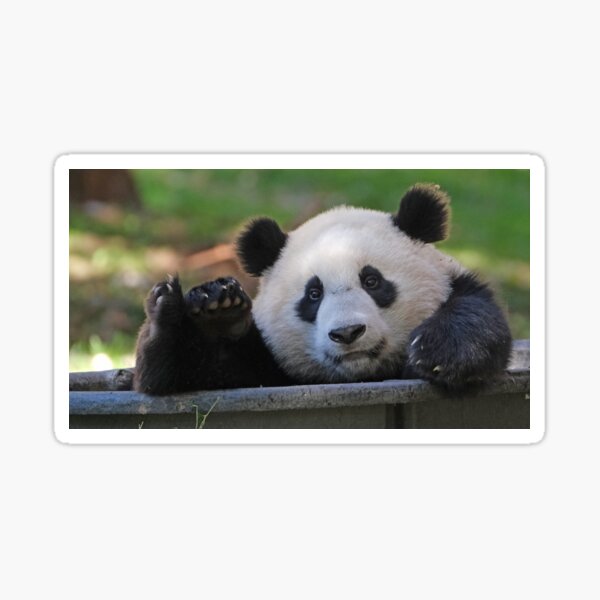 Item preview, Giant Panda Xiao Qi Ji at the National Zoo designed and sold by Zoo and Nature Photography by Karie.