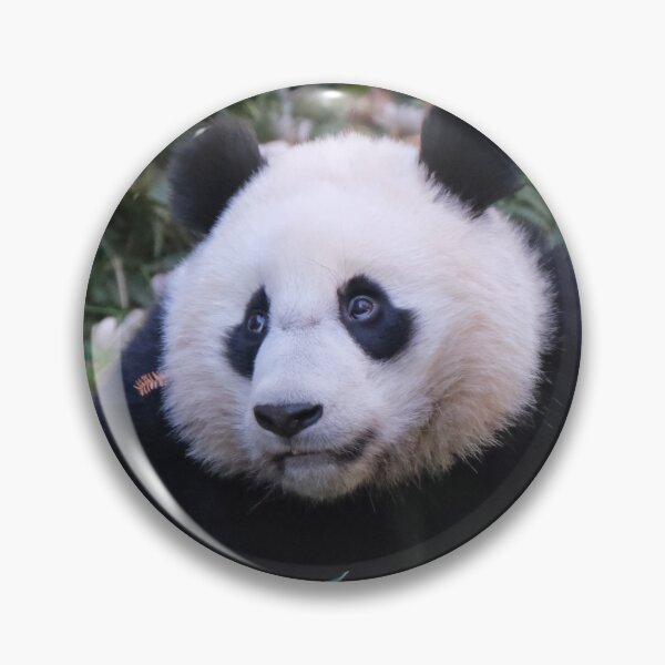 Item preview, Giant Panda Xiao Qi Ji at the National Zoo designed and sold by Zoo and Nature Photography by Karie.