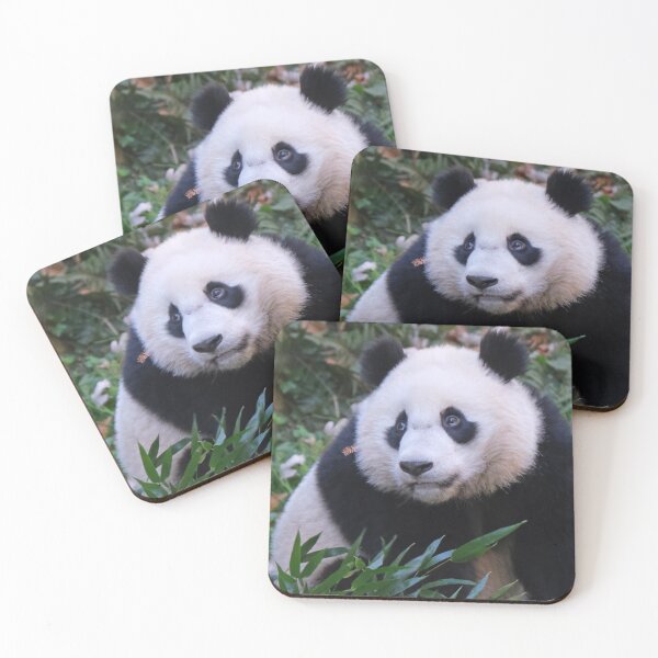 Item preview, Giant Panda Xiao Qi Ji at the National Zoo designed and sold by Zoo and Nature Photography by Karie.
