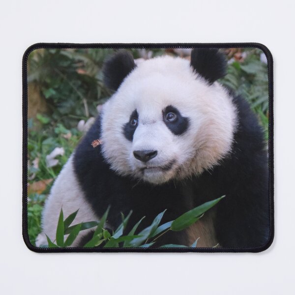 Item preview, Giant Panda Xiao Qi Ji at the National Zoo designed and sold by Zoo and Nature Photography by Karie.
