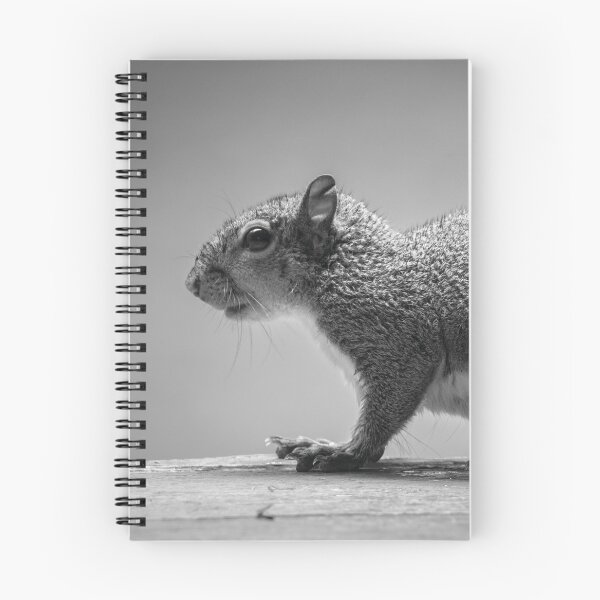 Item preview, Squirrel in Profile designed and sold by ILD-Photography.