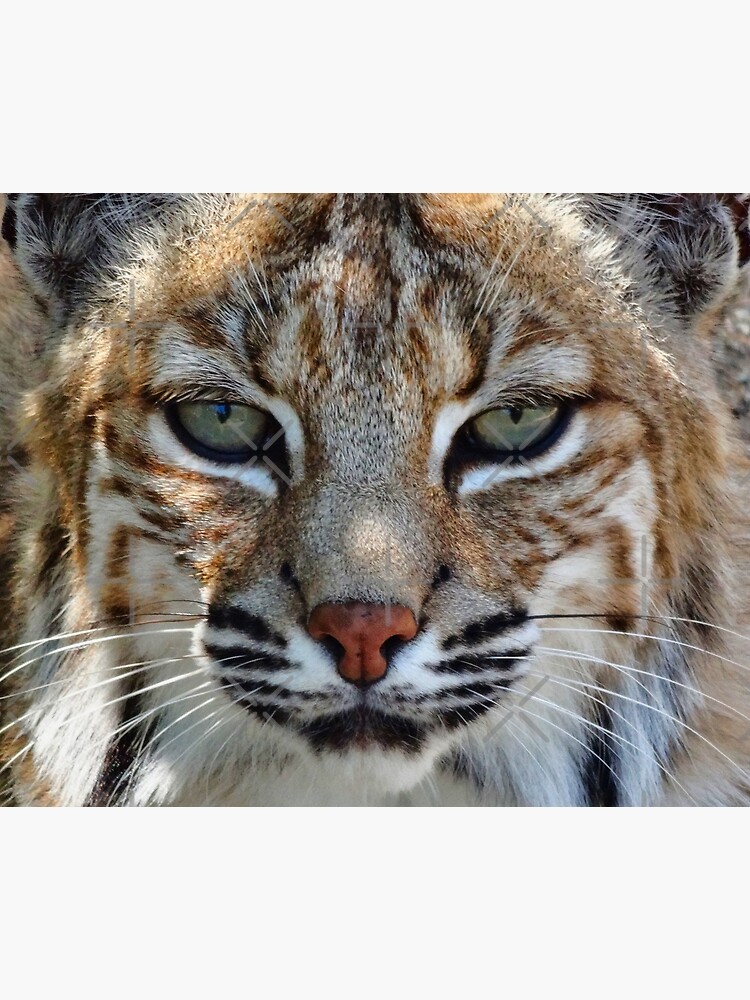 "Bobcat face, Lynx, bobcat eyes." Poster for Sale by Oksanka21 | Redbubble