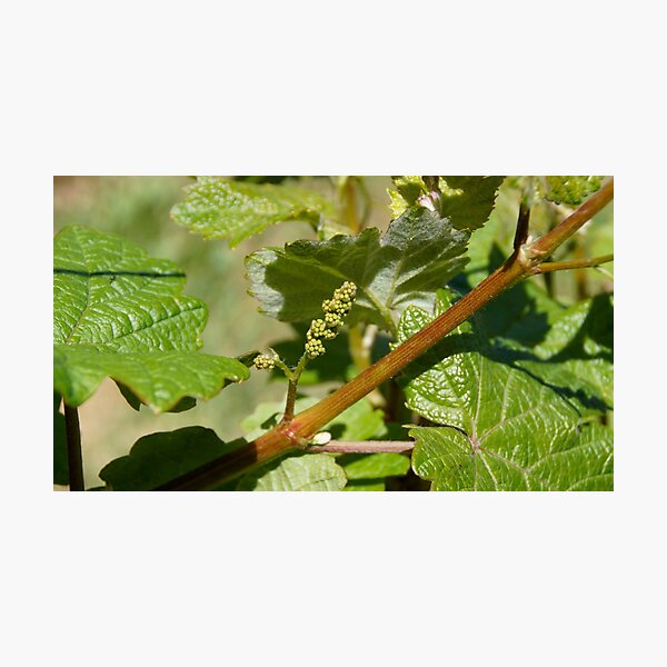 Item preview, A Grape Beginning  - Adelaide Hills Wine Region - Fleurieu Peninsula by South Australian artist Avril Thomas designed and sold by MagpieSprings.