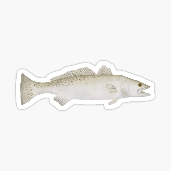 Spotted Seatrout watercolor fish art Sticker