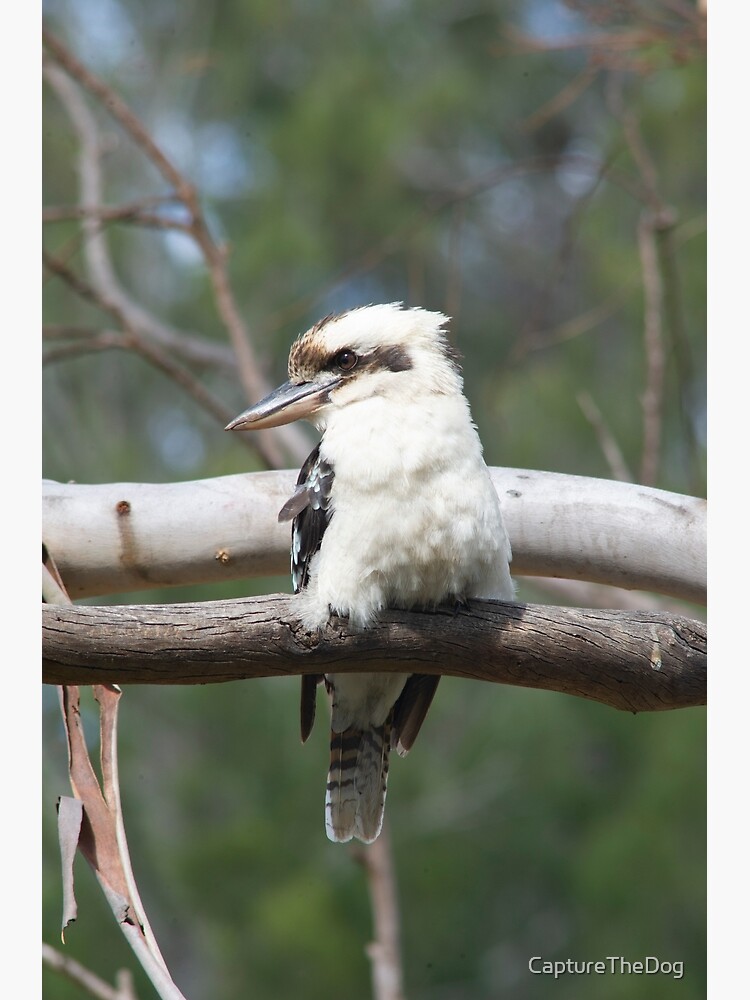 "Kookaburra Resting" Poster for Sale by CaptureTheDog Redbubble