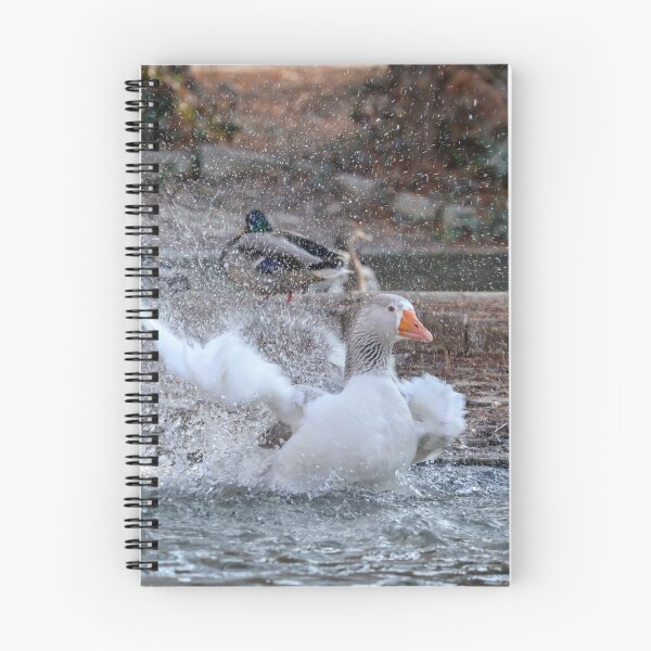 Item preview, Greylag goose washing and cleaning his feathers. designed and sold by Olimpia Negura.