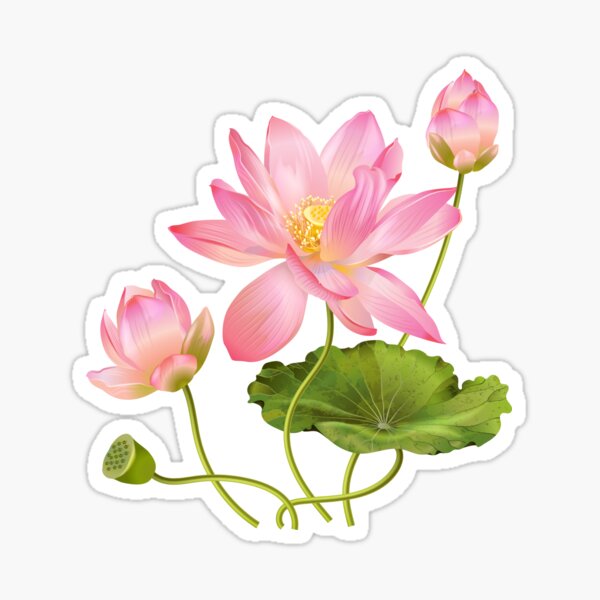 Lotus flower Sticker