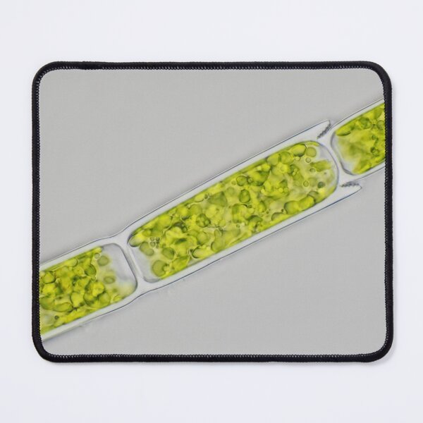 Item preview, Green alga under microscope designed and sold by SDym Photography.