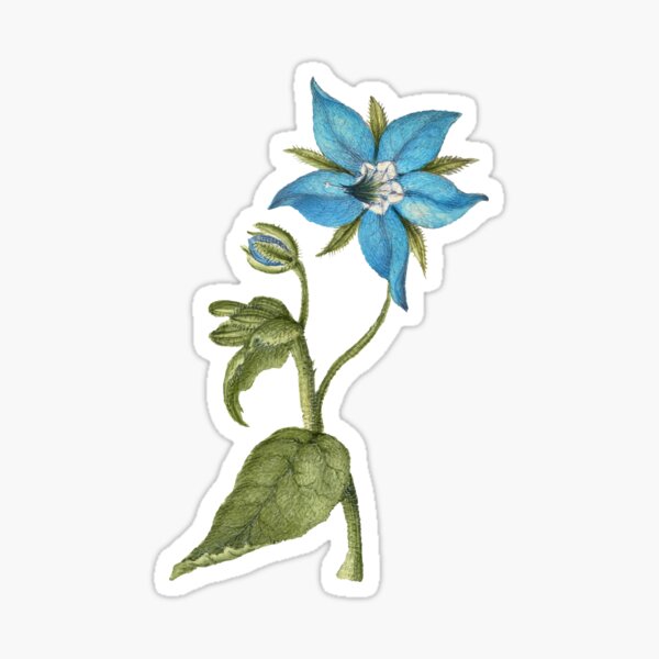 Borage Flower Sticker Sheet — Studio Chamisa