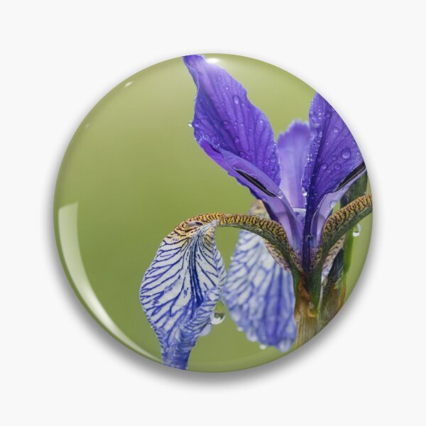Item preview, a Siberian Iris on a rainy day designed and sold by Stefan Rotter.