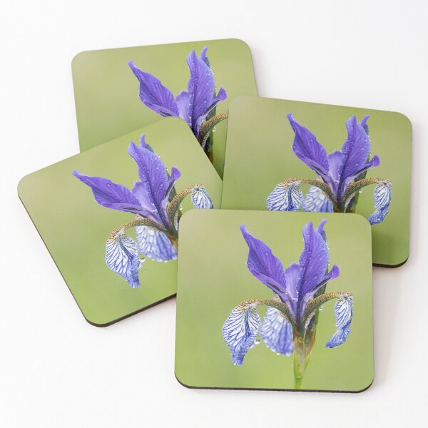 Item preview, a Siberian Iris on a rainy day designed and sold by Stefan Rotter.