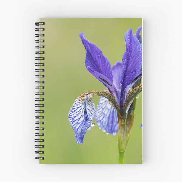 Item preview, a Siberian Iris on a rainy day designed and sold by Stefan Rotter.