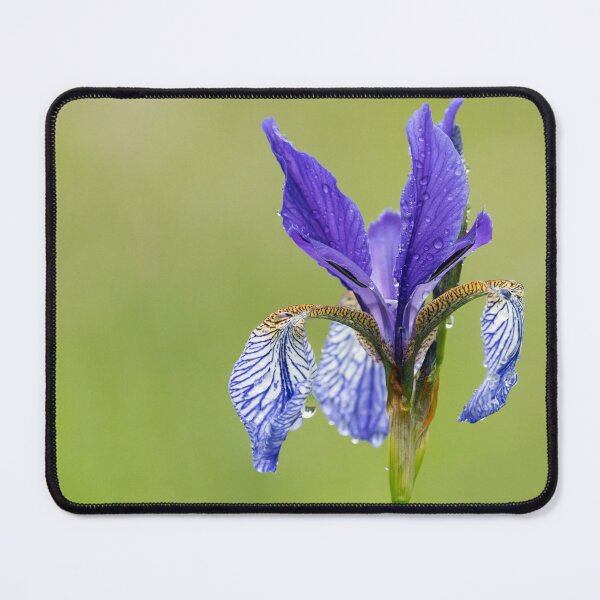 Item preview, a Siberian Iris on a rainy day designed and sold by Stefan Rotter.