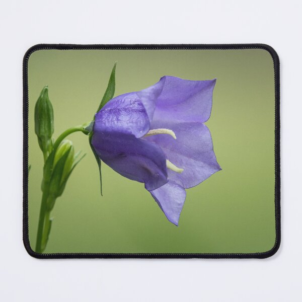 Item preview, a purple bellflower designed and sold by Stefan Rotter.