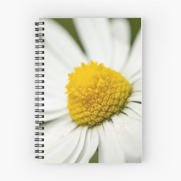 Item preview, Closeup of a daisy designed and sold by Stefan Rotter.