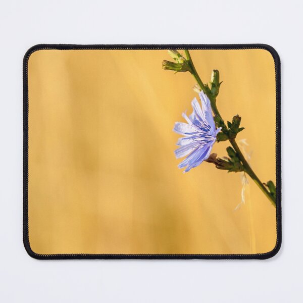 Item preview, a chicory blossom in summer designed and sold by Stefan Rotter.