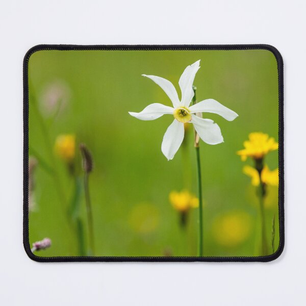 Item preview, Flowering narcissus designed and sold by Stefan Rotter.