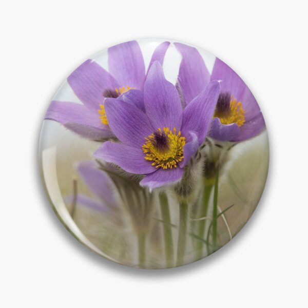 Item preview, a wild pasque flower designed and sold by Stefan Rotter.