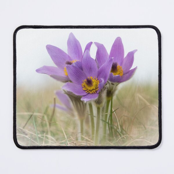 Item preview, a wild pasque flower designed and sold by Stefan Rotter.