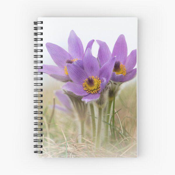 Item preview, a wild pasque flower designed and sold by Stefan Rotter.