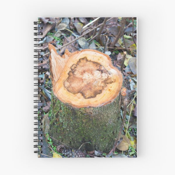 Item preview, Close-up on a stump of a tree felled in the forest designed and sold by vladromensky.