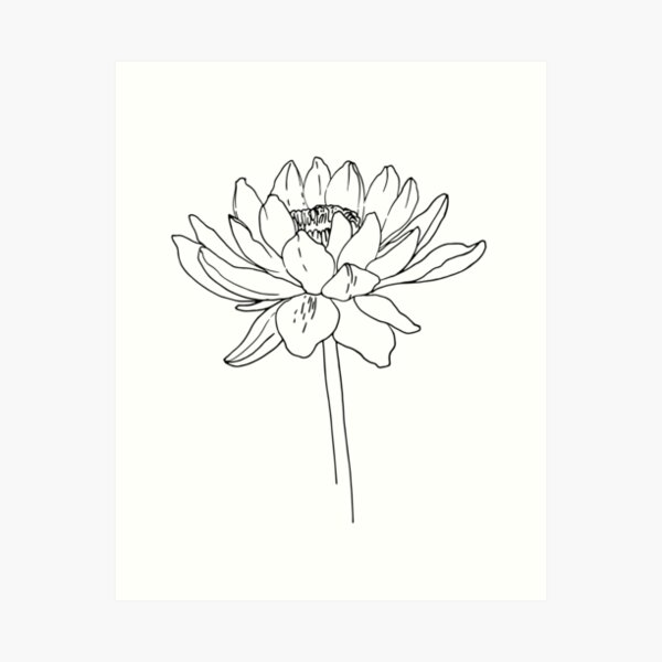 Lily Line Art Prints For Sale Redbubble
