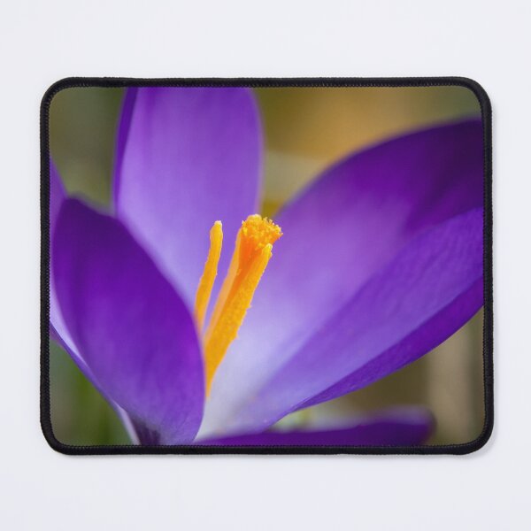 Item preview, a purple crocus blossom designed and sold by Stefan Rotter.