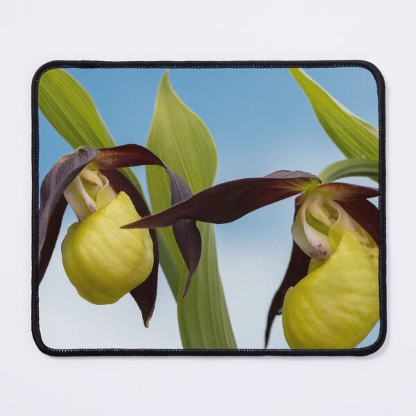 Item preview, Lady's-slipper orchid designed and sold by Stefan Rotter.