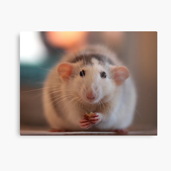 Snoesje eating in front of the television :) Metal Print