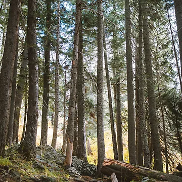 Vorschaubild zum Design Sunset forest von Raft