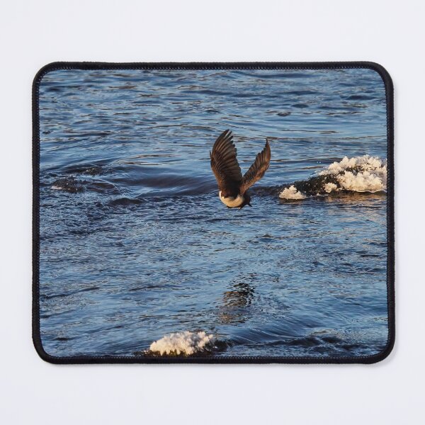 Item preview, Fly the blues away. White-throated dipper designed and sold by Jouko Lehto Photography.