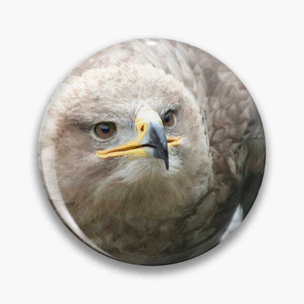 Item preview, Steppe Eagle designed and sold by Calidris Fotografie Steffi & Ben Köppler.