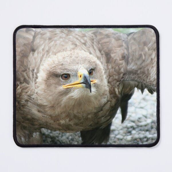 Item preview, Steppe Eagle designed and sold by Calidris Fotografie Steffi & Ben Köppler.