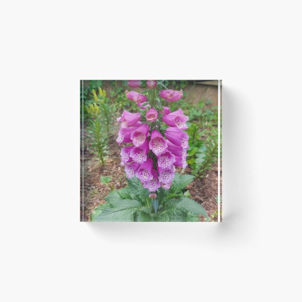 Item preview, Homegrown Foxglove designed and sold by PixelQube32.