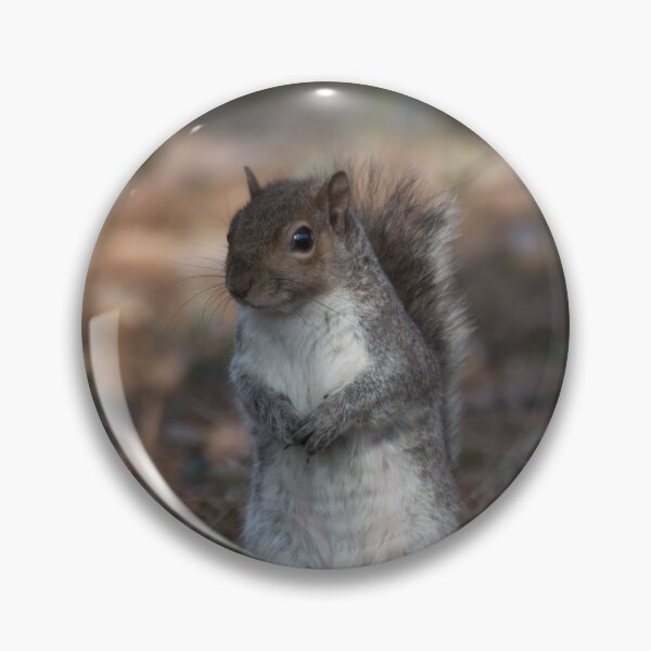 Item preview, Eastern gray squirrel designed and sold by pietrofoto.