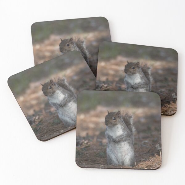 Item preview, Eastern gray squirrel designed and sold by pietrofoto.