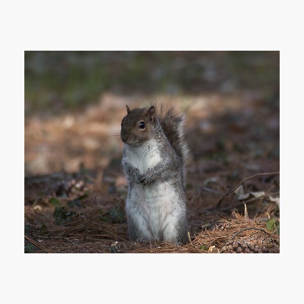 Eastern gray squirrel Photographic Print