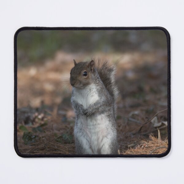 Item preview, Eastern gray squirrel designed and sold by pietrofoto.