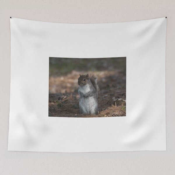 Item preview, Eastern gray squirrel designed and sold by pietrofoto.