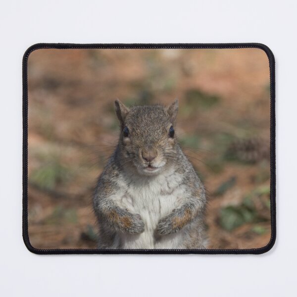 Item preview, Eastern gray squirrel designed and sold by pietrofoto.