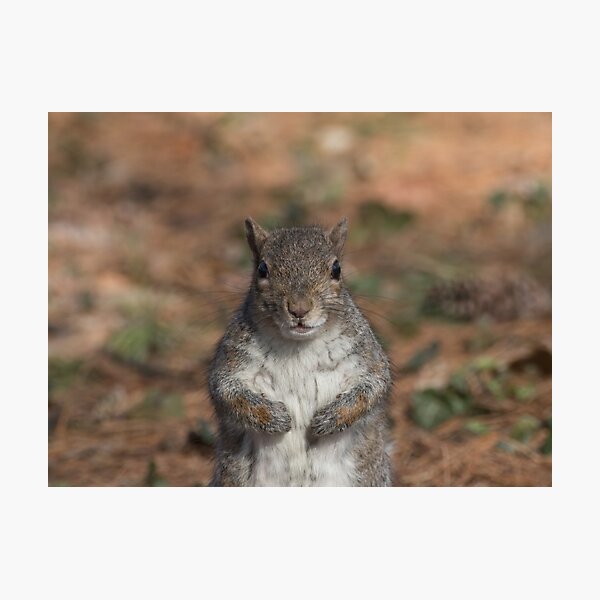 Eastern gray squirrel Photographic Print